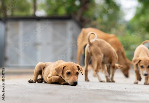 Canvas Print Indian street dogs