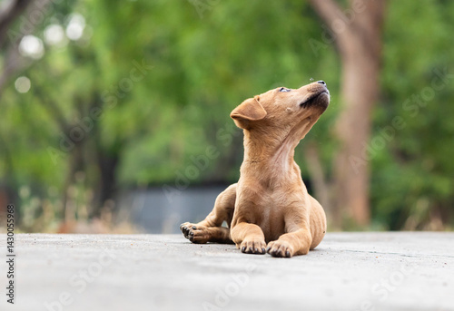 Canvas Print Indian street dogs