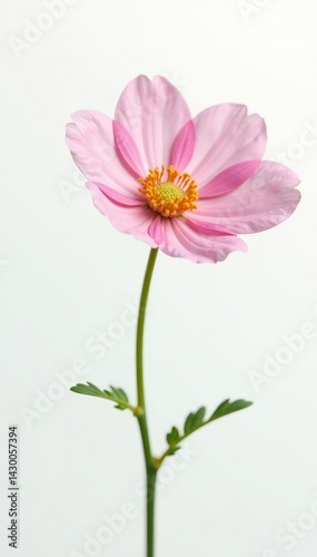 Delicate flower isolated on a crisp white background, background, pure
