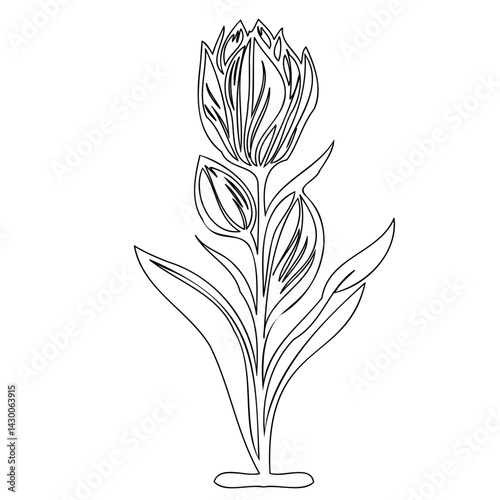 Stylized single line drawing of a blossoming tulip with leaves on a white background