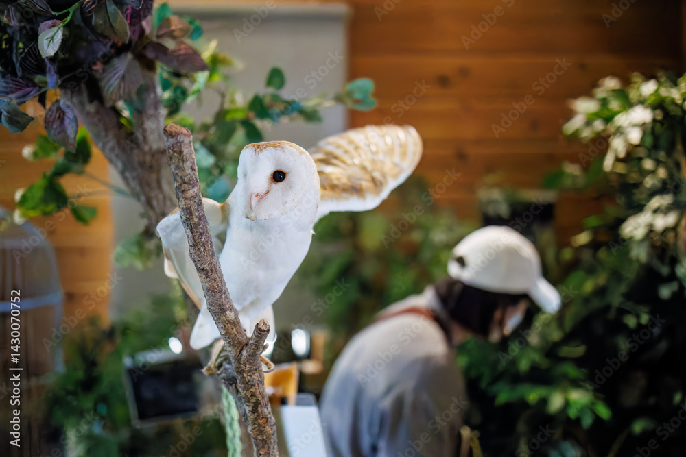 Naklejka premium メンフクロウ 英名学名：Barn Owl, Tyto alba,（フクロウ科）三島市、静岡県-2025年3月30日 