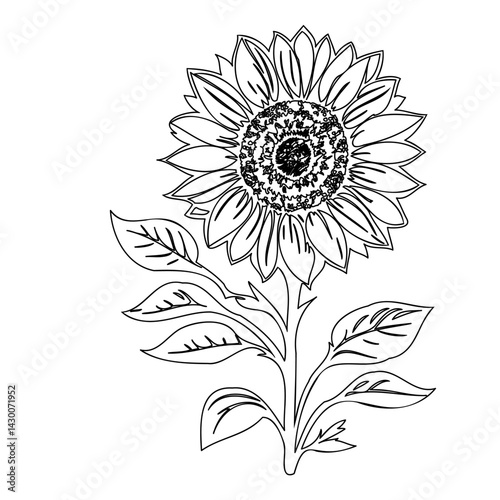 Elegant Sunflower Outline: Botanical Illustration of a Blooming Flower Head