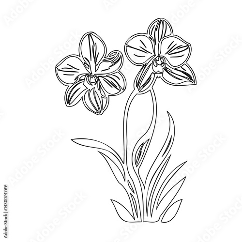 Elegant floral line art illustration of orchid flowers with delicate leaves