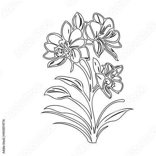 Delicate orchid blossom botanical outline, a natural beauty minimalist illustration
