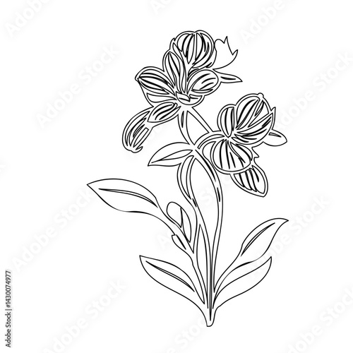 Elegant floral arrangement with detailed line work on a clean backdrop