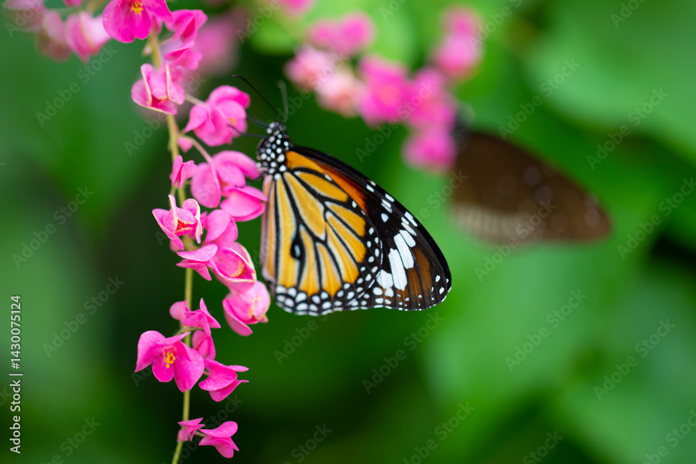 Naklejka premium Butterfly on a flower in garden and blurred background 