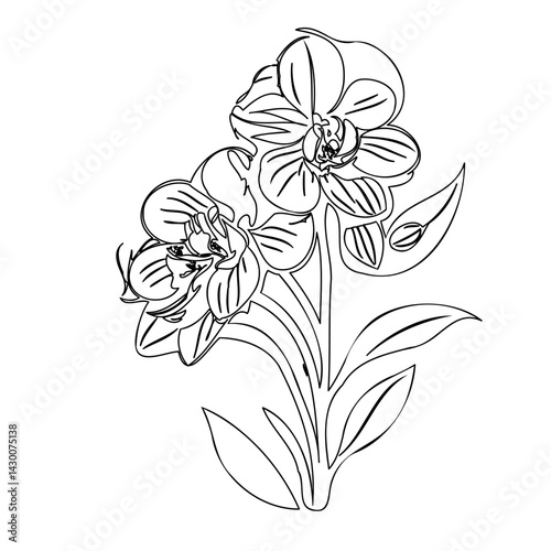 Wallpaper Mural Elegant monochrome orchid sketch evoking simplicity and natural beauty Torontodigital.ca
