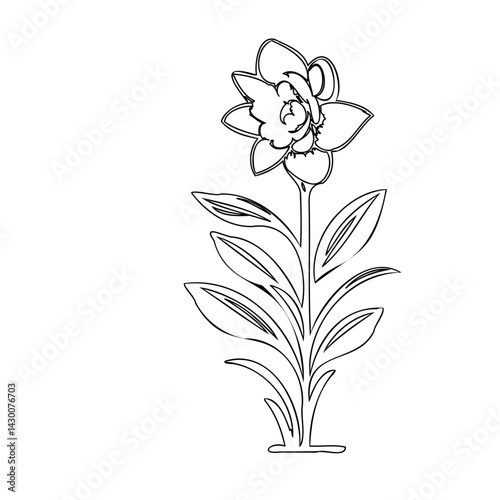 Elegant daffodil outline, portraying simplicity and the essence of botanical drawing