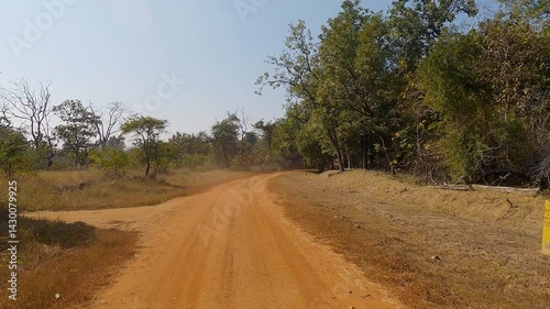 An empty forest dirt road with tall trees and summer weather from India. The camera is filming from the back as the open-air car moves forward.