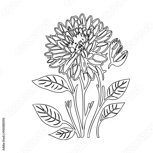Elegant hand-drawn floral illustration, intricate line work, blossoming flower art