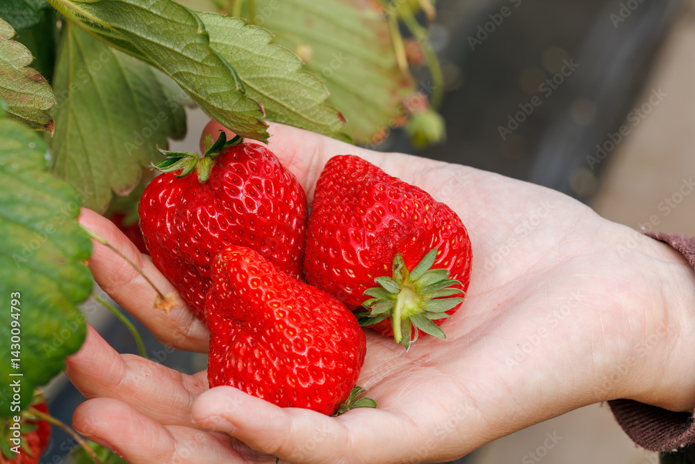 静岡県産のイチゴ、章姫と紅ほっぺ。
英名学名:Shizuoka strawberries, Akihime (Fragaria × ananassa) and Benihoppe (Fragaria L.).
春のイチゴ狩り。
完熟のイチゴが食べ放題。
三島市、静岡県-2025年3月30日