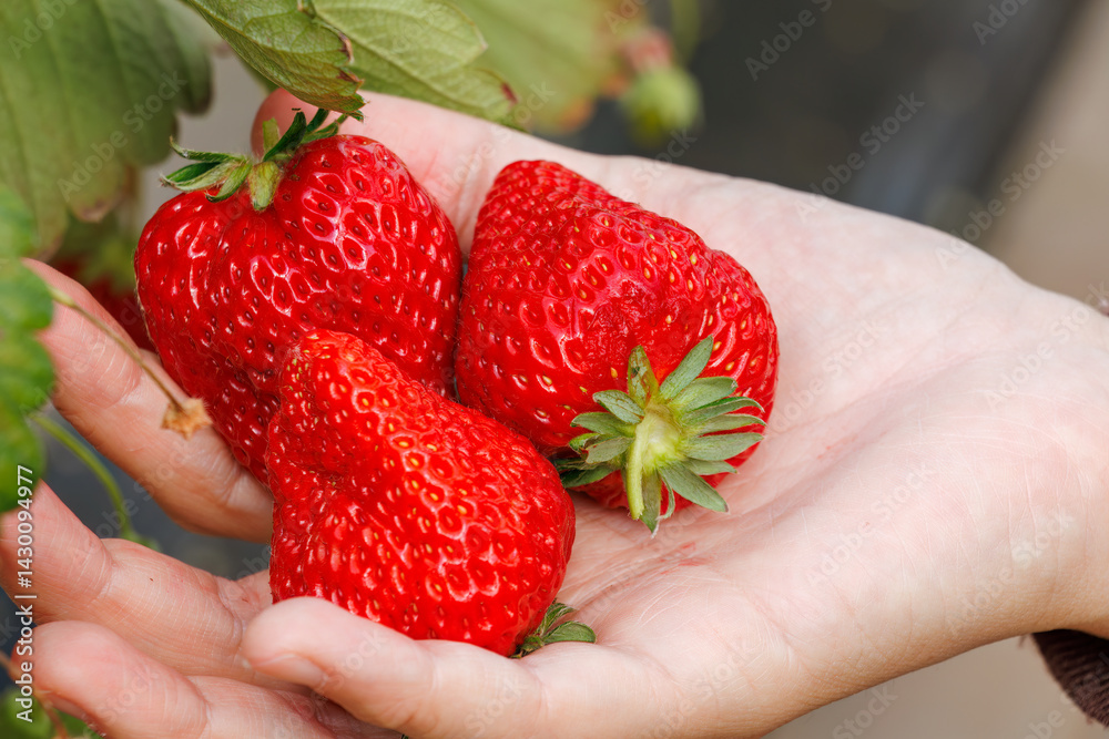 静岡県産のイチゴ、章姫と紅ほっぺ。
英名学名:Shizuoka strawberries, Akihime (Fragaria × ananassa) and Benihoppe (Fragaria L.).
春のイチゴ狩り。
完熟のイチゴが食べ放題。
三島市、静岡県-2025年3月30日