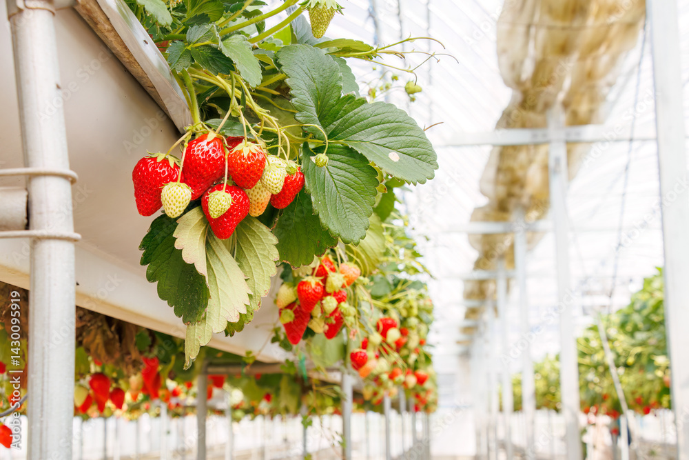 静岡県産のイチゴ、章姫と紅ほっぺ。
英名学名:Shizuoka strawberries, Akihime (Fragaria × ananassa) and Benihoppe (Fragaria L.).
春のイチゴ狩り。
完熟のイチゴが食べ放題。
三島市、静岡県-2025年3月30日