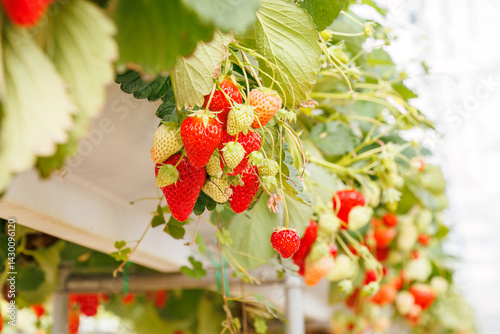 静岡県産のイチゴ、章姫と紅ほっぺ。
英名学名：Shizuoka strawberries, Akihime (Fragaria × ananassa) and Benihoppe (Fragaria L.).
春のイチゴ狩り。
完熟のイチゴが食べ放題。
三島市、静岡県-2025年3月30日
