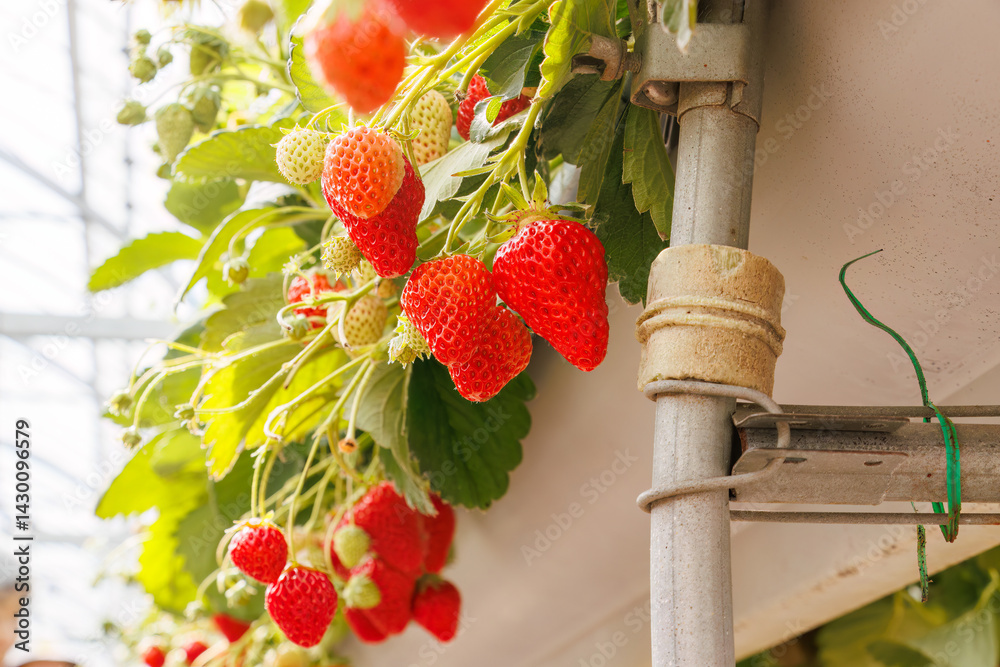 静岡県産のイチゴ、章姫と紅ほっぺ。
英名学名:Shizuoka strawberries, Akihime (Fragaria × ananassa) and Benihoppe (Fragaria L.).
春のイチゴ狩り。
完熟のイチゴが食べ放題。
三島市、静岡県-2025年3月30日