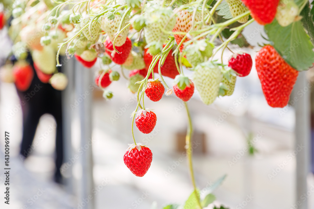 静岡県産のイチゴ、章姫と紅ほっぺ。
英名学名:Shizuoka strawberries, Akihime (Fragaria × ananassa) and Benihoppe (Fragaria L.).
春のイチゴ狩り。
完熟のイチゴが食べ放題。
三島市、静岡県-2025年3月30日