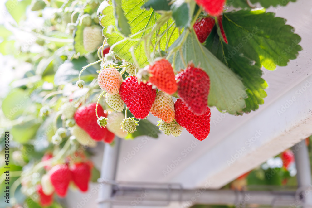 静岡県産のイチゴ、章姫と紅ほっぺ。
英名学名:Shizuoka strawberries, Akihime (Fragaria × ananassa) and Benihoppe (Fragaria L.).
春のイチゴ狩り。
完熟のイチゴが食べ放題。
三島市、静岡県-2025年3月30日