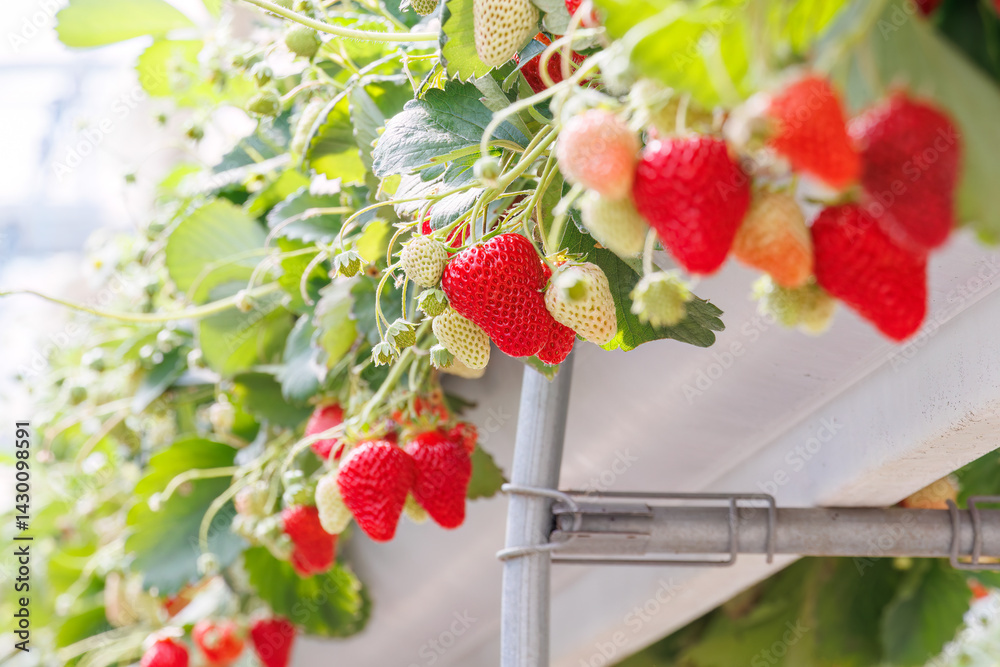 静岡県産のイチゴ、章姫と紅ほっぺ。
英名学名:Shizuoka strawberries, Akihime (Fragaria × ananassa) and Benihoppe (Fragaria L.).
春のイチゴ狩り。
完熟のイチゴが食べ放題。
三島市、静岡県-2025年3月30日