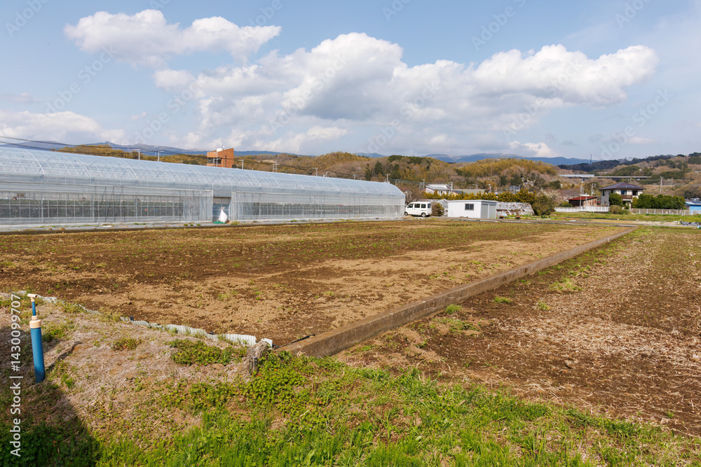 春のイチゴ狩り。
完熟のイチゴが食べ放題。
三島市、静岡県-2025年3月30日
