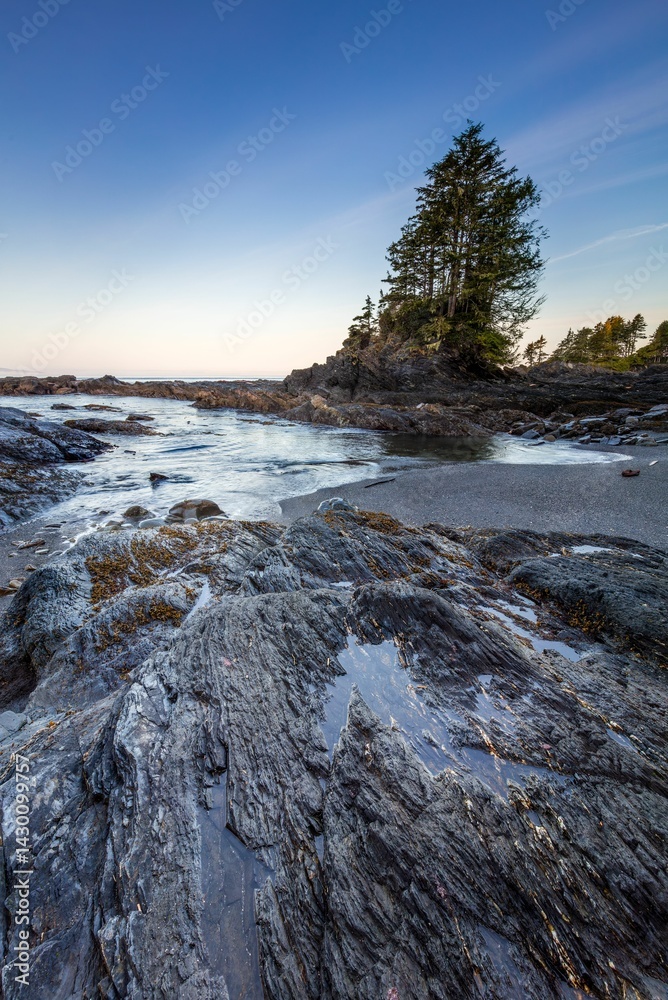 Fototapeta premium Coastal landscape with rugged rocks and trees under a clear blue sky at sunset in Botanical Beach
