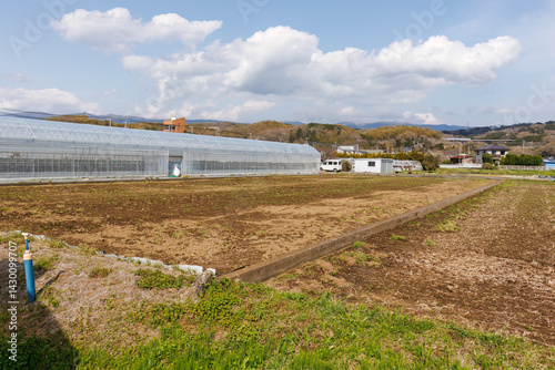 Obraz na płótnie 春のイチゴ狩り。
完熟のイチゴが食べ放題。
三島市、静岡県-2025年3月30日
w salonie