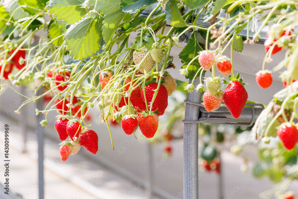 静岡県産のイチゴ、章姫と紅ほっぺ。
英名学名:Shizuoka strawberries, Akihime (Fragaria × ananassa) and Benihoppe (Fragaria L.).
春のイチゴ狩り。
完熟のイチゴが食べ放題。
三島市、静岡県-2025年3月30日