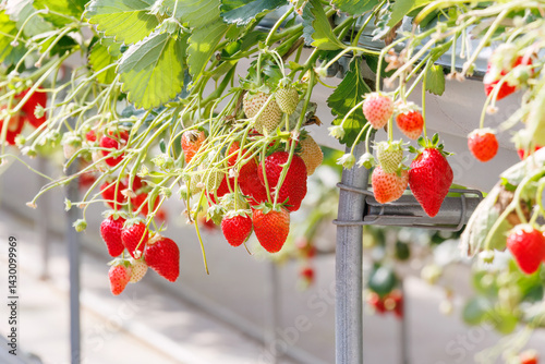 Obraz na płótnie 静岡県産のイチゴ、章姫と紅ほっぺ。
英名学名:Shizuoka strawberries, Akihime (Fragaria × ananassa) and Benihoppe (Fragaria L.).
春のイチゴ狩り。
完熟のイチゴが食べ放題。
三島市、静岡県-2025年3月30日
w salonie