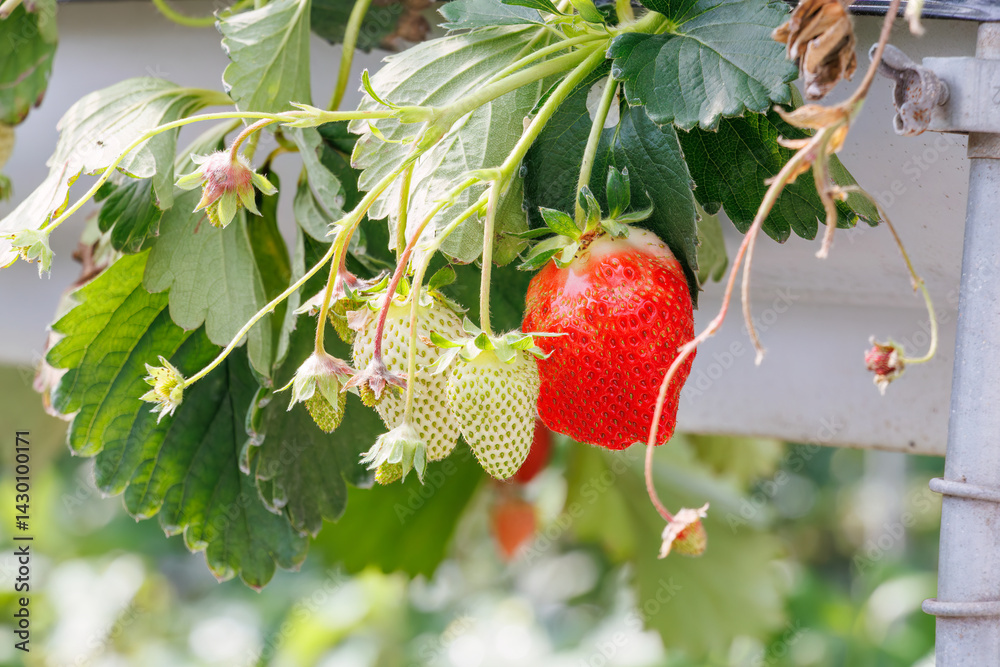静岡県産のイチゴ、章姫と紅ほっぺ。
英名学名:Shizuoka strawberries, Akihime (Fragaria × ananassa) and Benihoppe (Fragaria L.).
春のイチゴ狩り。
完熟のイチゴが食べ放題。
三島市、静岡県-2025年3月30日