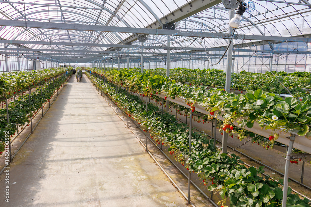静岡県産のイチゴ、章姫と紅ほっぺ。
英名学名:Shizuoka strawberries, Akihime (Fragaria × ananassa) and Benihoppe (Fragaria L.).
春のイチゴ狩り。
完熟のイチゴが食べ放題。
三島市、静岡県-2025年3月30日