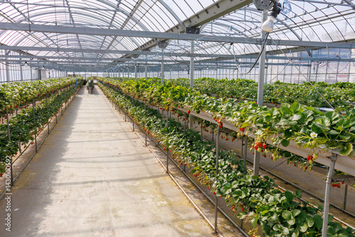 Obraz na płótnie 静岡県産のイチゴ、章姫と紅ほっぺ。
英名学名:Shizuoka strawberries, Akihime (Fragaria × ananassa) and Benihoppe (Fragaria L.).
春のイチゴ狩り。
完熟のイチゴが食べ放題。
三島市、静岡県-2025年3月30日
w salonie