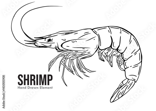 vector illustration of a shrimp