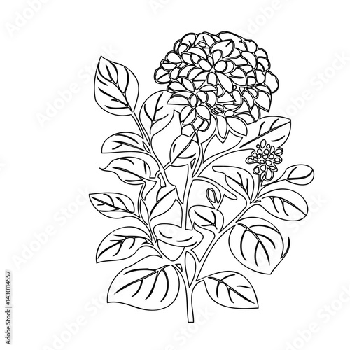 Elegant floral composition featuring blooming hydrangea drawn with fine lines