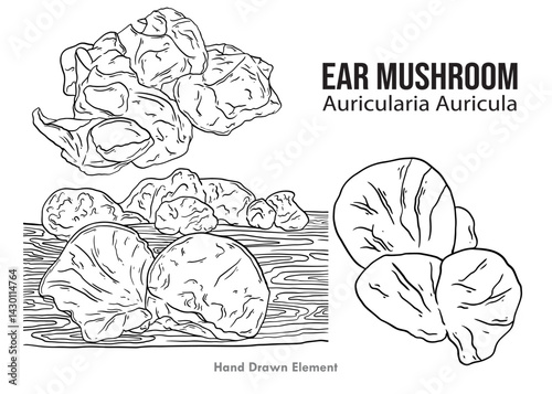 sketch of Ear Mushroom