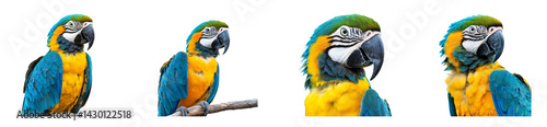 Colorful macaw perched on branch with vibrant feathers