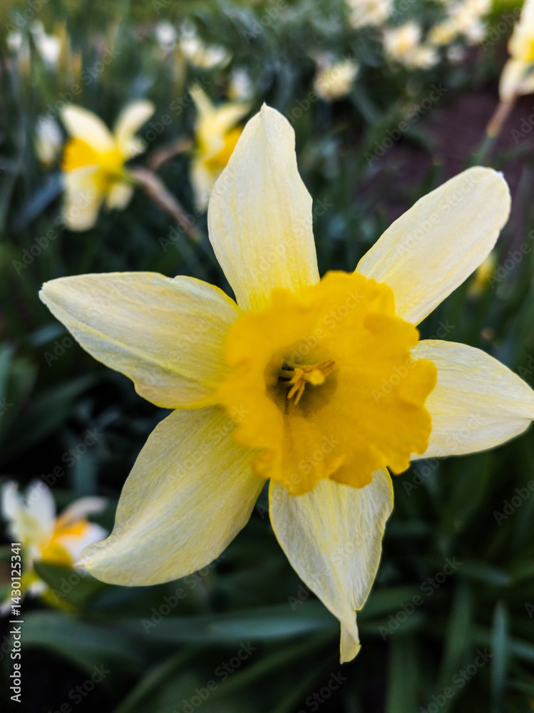 Fototapeta premium A single yellow daffodil in the middle of a field of yellow flowers