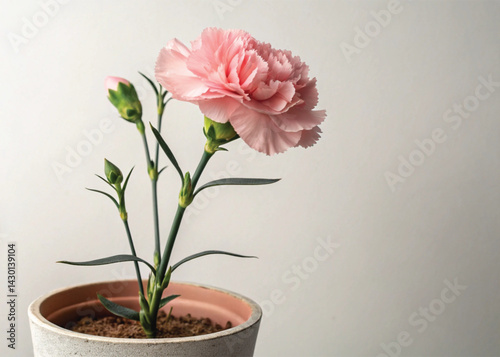 Wallpaper Mural Pink Perennial Carnation Plant in Pot – Isolated on White Background for Botanical Design Torontodigital.ca