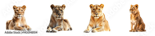 Wallpaper Mural Lioness in various poses on a transparent background Torontodigital.ca