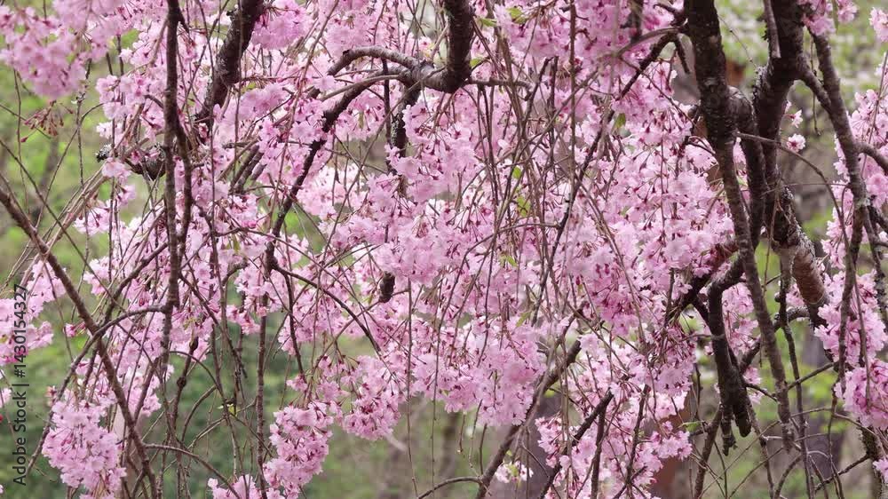 春風に揺れる満開の八重紅枝垂れ桜 春風に揺れる満開の八重紅枝垂れ桜