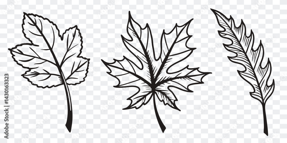 Set of hand-drawn black outline leaves featuring unique autumn foliage shapes, ideal for botanical illustrations, seasonal design elements, craft templates, and elegant nature artwork.