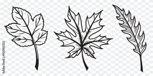 Obraz na płótnie Set of hand-drawn black outline leaves featuring unique autumn foliage shapes, ideal for botanical illustrations, seasonal design elements, craft templates, and elegant nature artwork.
w salonie