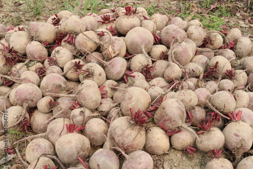 Beetroot plant on farm for harvest