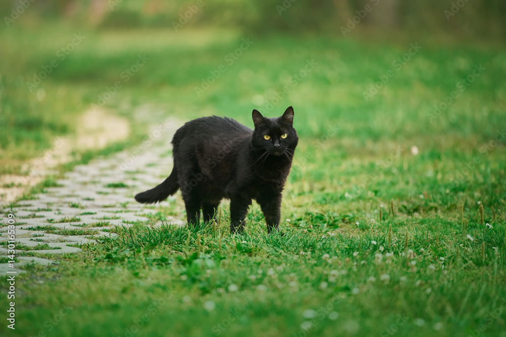 Black cat walking through green grass in backyard close-up