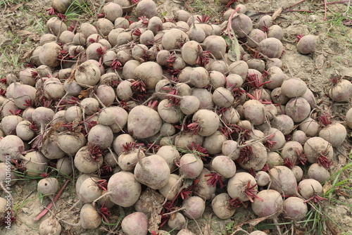 Beetroot plant on farm for harvest