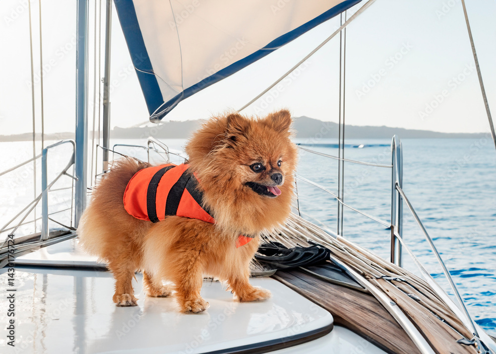 pomeranian and life jacket