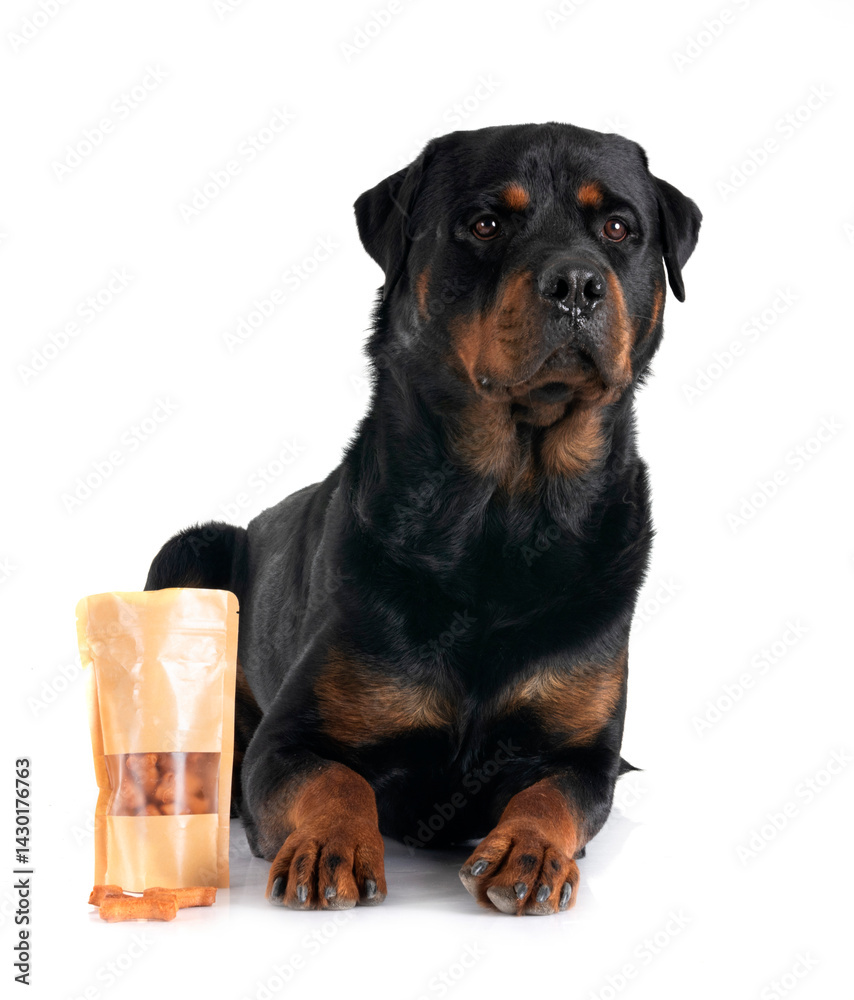 rottweiler in studio