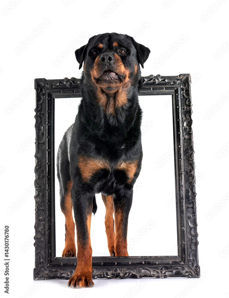rottweiler in studio