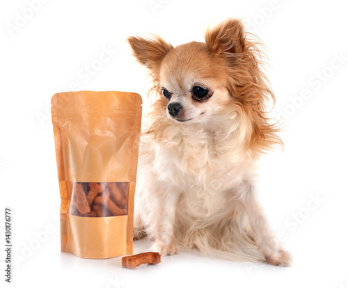 chihuahua in studio