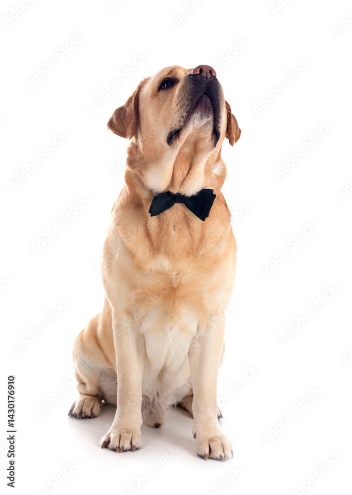 adult labrador retriever