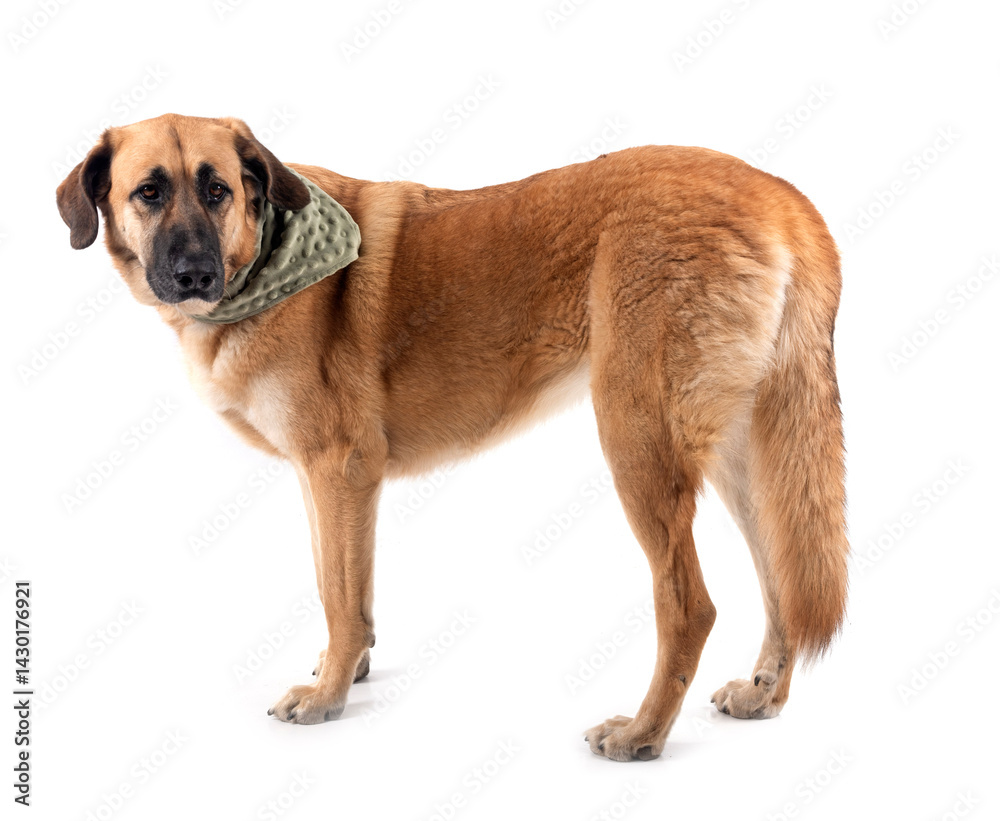 Spanish Mastiff in studio