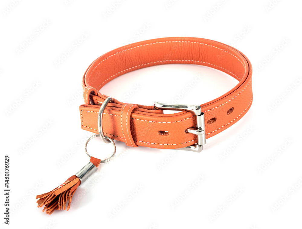 leather collar in studio